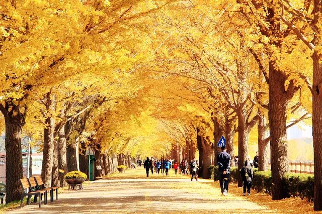 아산 은행나무길의 노란 가로수와 산책로 · 2020년 자료 사진