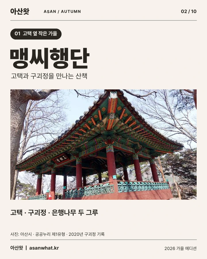 맹씨행단 카드뉴스. 고택과 구괴정을 만나는 산책, 은행나무 두 그루