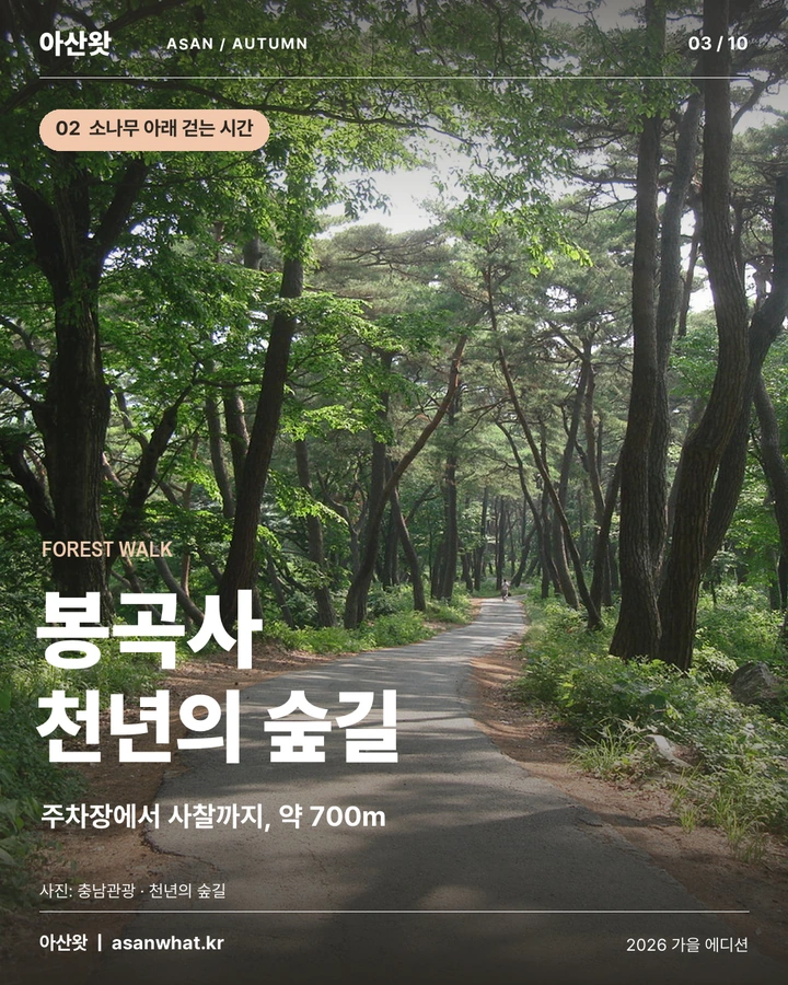 봉곡사 천년의 숲길 카드뉴스. 주차장에서 사찰까지 약 700m 소나무 숲길