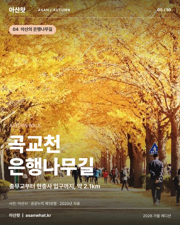 곡교천 은행나무길 카드뉴스. 충무교부터 현충사 입구까지 약 2.1km