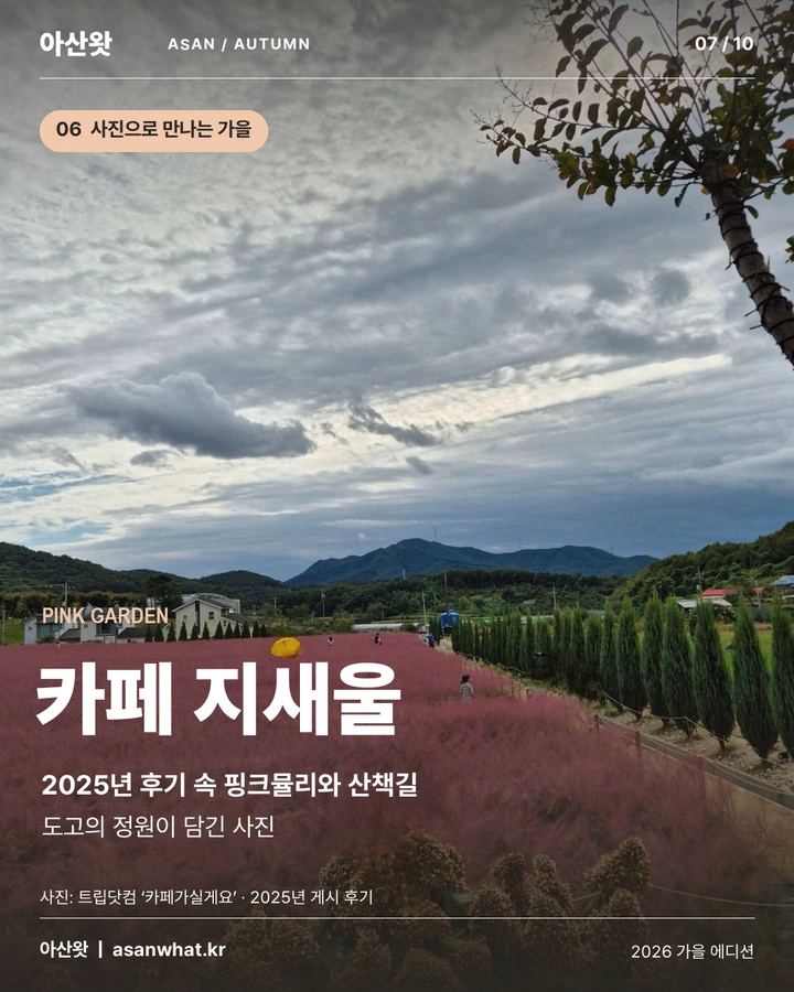 카페 지새울 카드뉴스. 2025년 사진 후기 속 핑크뮬리와 산책길