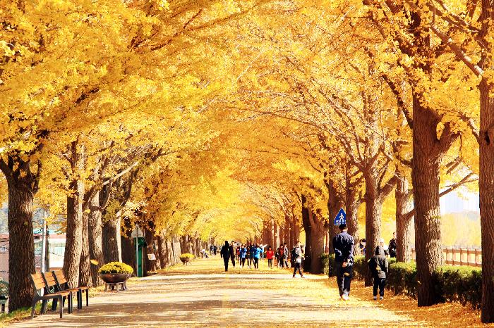 노란 은행나무와 산책로. 2020년 아산시 사진