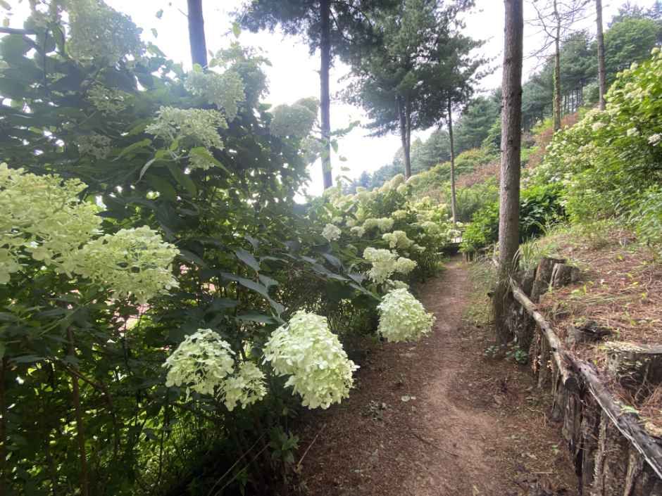 흰 꽃과 나무 사이로 난 화수목의 흙 산책길 · 자료사진